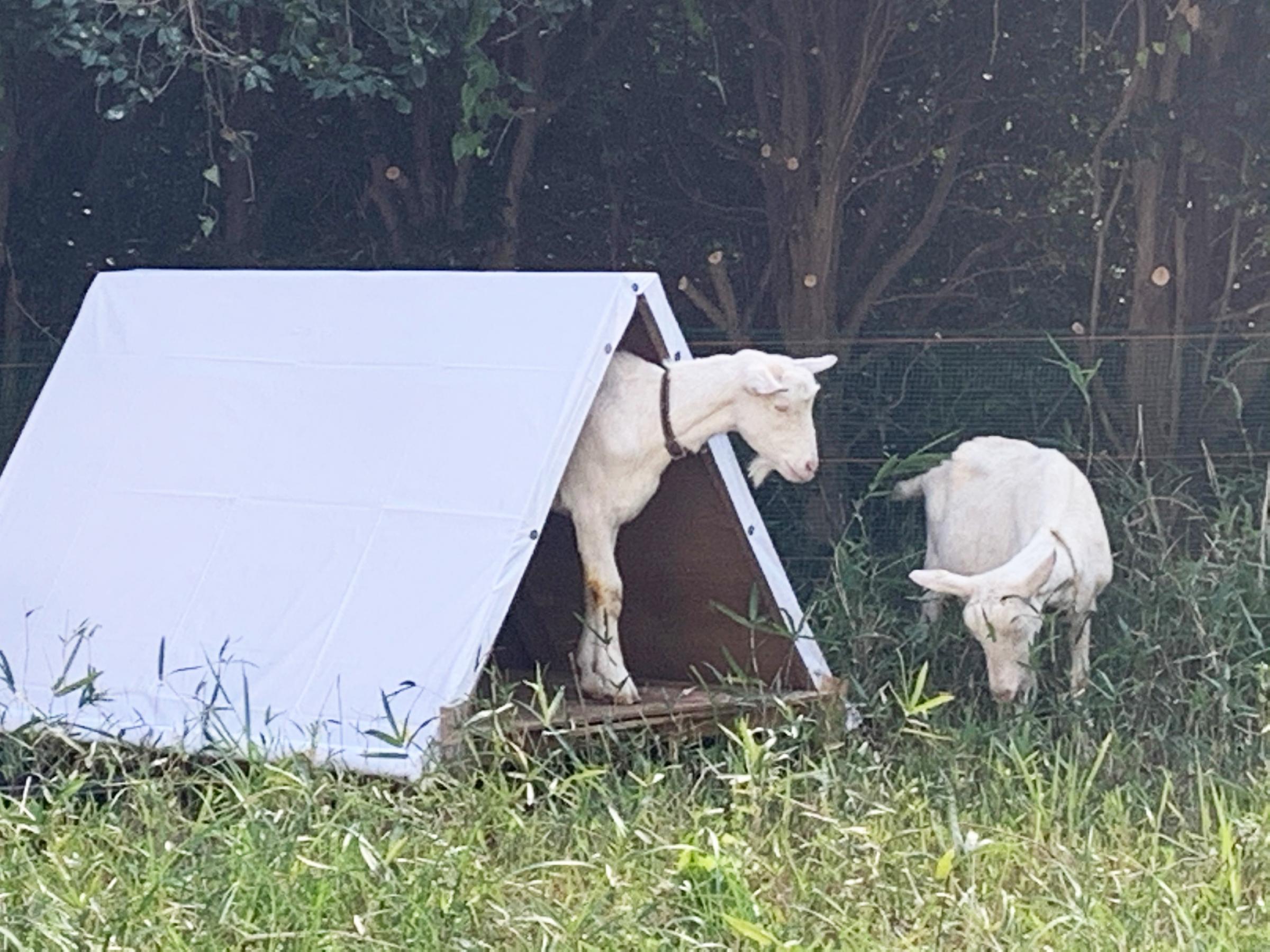 2頭のヤギと飼育小屋