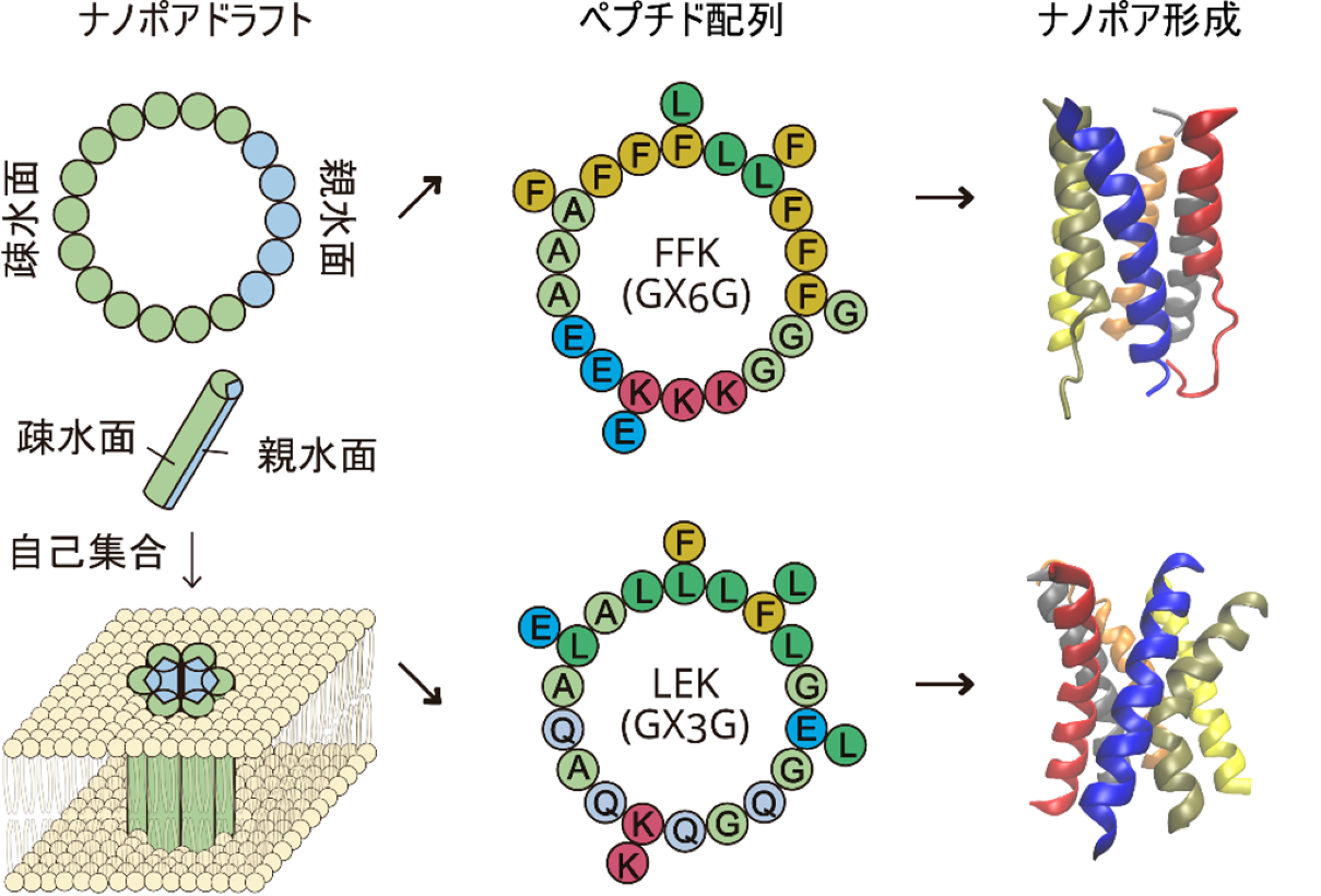 図１： 設計したペプチドの配列と構造。天然タンパク質に多く見られる「GASモチーフ」と呼ばれる特徴的なアミノ酸配列に着目し、それを基にFFKおよびLEKという二種類の人工ペプチドを設計した。（左）脂質から成る膜においては、疎水面が膜に接する外側へ親水面が内側へと自己集合する。（中）FFKとLEKそれぞれを構成するアミノ酸。（右）αヘリックスが密に寄り添って、安定した構造を作っている。（Peng et al., ACS Nano 2025を基に作成）
