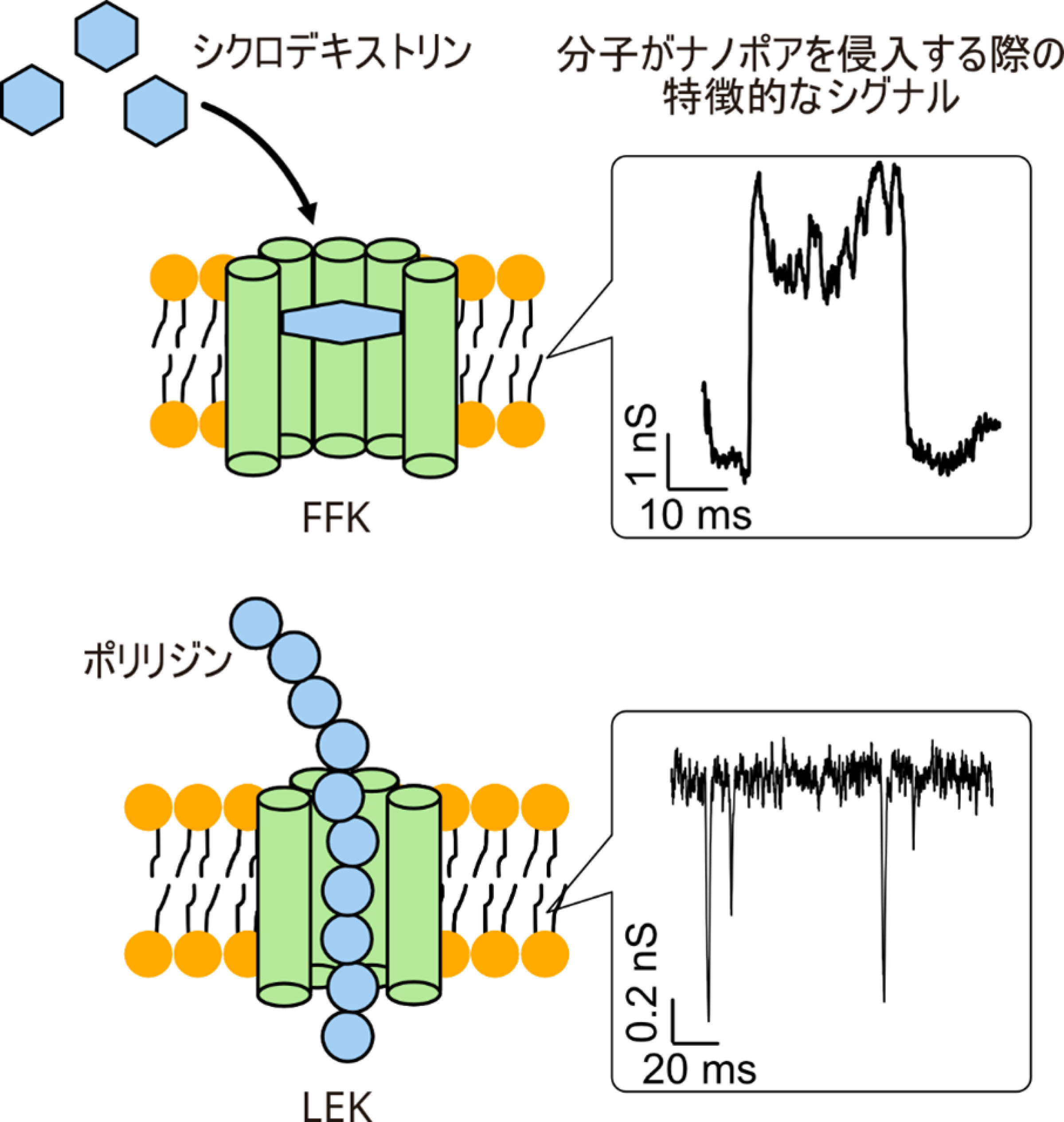 図２：FFKおよびLEKナノポアによる一分子検出実験。シクロデキストリンやポリリジンがナノポアを通過する際に観測された特徴的な電流変化を示す。右側のグラフの、横軸は時間、縦軸は電流。分子がFFKやLEKへ侵入すると、相互作用によって電流が変化する。変化の様子が分子ごとに異なることから、電流変化をもとにどんな分子が侵入したかを判別でき、一分子検出のセンサーとしての応用が考えられる。（Peng et al., ACS Nano 2025を基に作成）