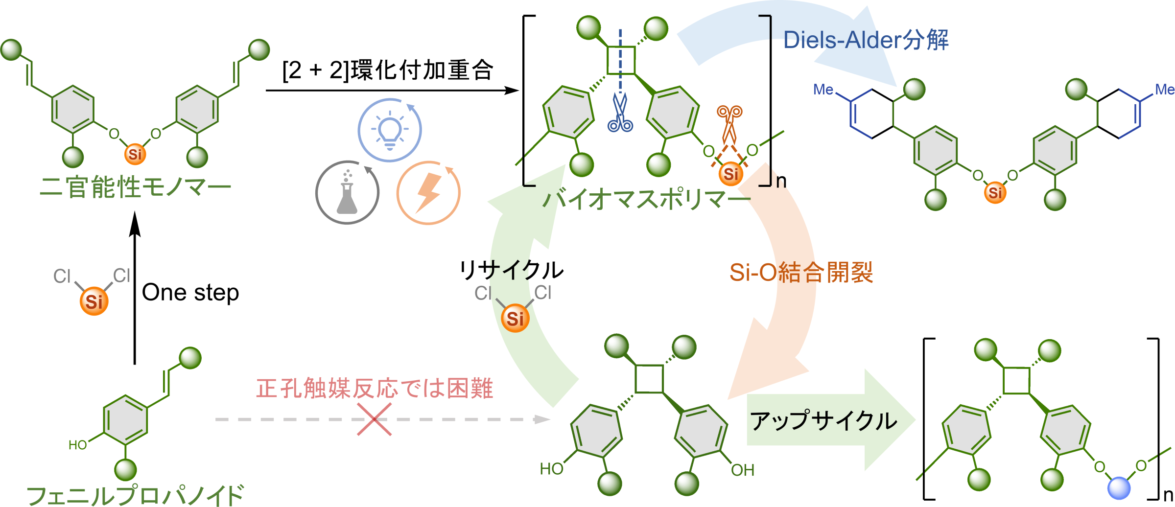 図１. フェニルプロパノイドを利用した可分解性バイオマスポリマーの合成スキーム