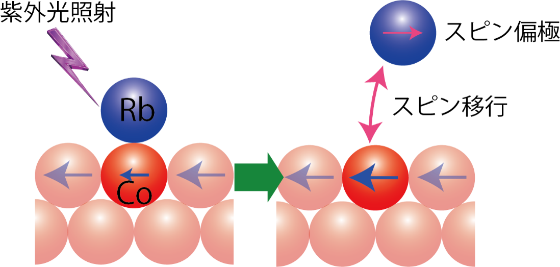 本研究成果の模式図