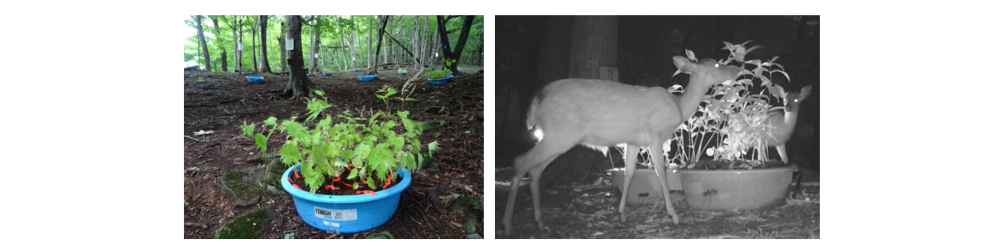 図1　ニホンジカの採食実験の様子。焦点植物のアカソの周りに近隣植物を設置したパッチ（タライ）を提供し、シカの採餌行動と植物の被食パターンを観察しました。