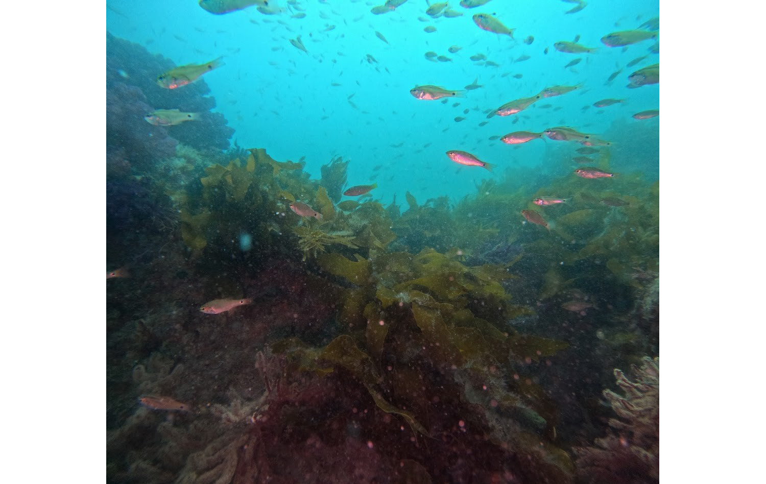 多様な生物を育む相模湾の大型海藻群落 撮影：髙山佳樹