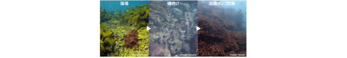 図２．沿岸浅海域での海藻藻場から造礁サンゴ群集への生態系の変化（高山ら, 2025）