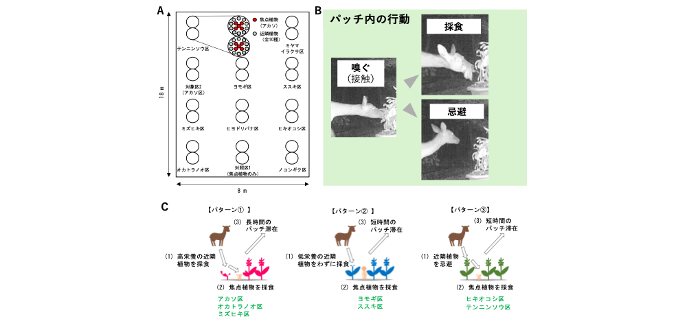 図2　Aシカの採食実験のデザイン。B植物パッチ内におけるシカの行動を、植物に接触後に採食した場合と忌避した場合に分けて分析しました。 C本実験から区分された3つの採餌行動・被食パターン。
*ミヤマイラクサ区では、パターン①と同様の採餌行動が見られましたが、栄養形質はアカソ・ミズヒキ・オカトラノオ区ほど高くありませんでした。ノコンギク・ヒヨドリバナ区では、パターン②と同様の採餌行動が見られましたが、焦点植物の被食率は低くありませんでした。