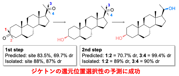 図3. 5α-pregnane-3,20-dione還元における位置選択性と立体選択性。モノケトンのみで構築したモデルによる第1段階および第2段階の予測値と、本研究で得た単離結果。