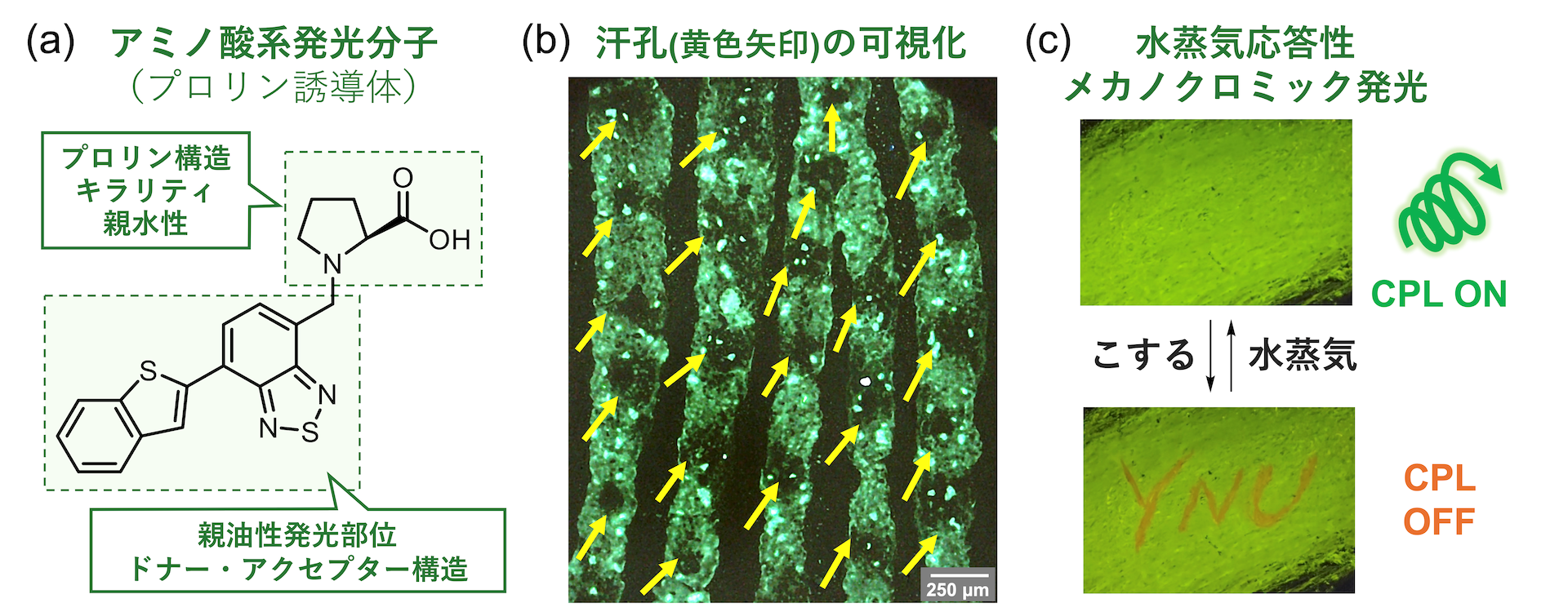 図2. (a)分子設計、(b)汗孔の可視化、(c)水蒸気応答性メカノクロミック発光