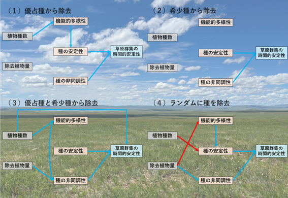 図1．本研究から明らかになったこと（概略図）。青の矢印は正の影響を、赤の矢印は負の影響を表す。