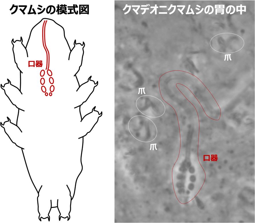 図2: 一般的なクマムシの口器の形と、クマデオニクマムシの胃内容物