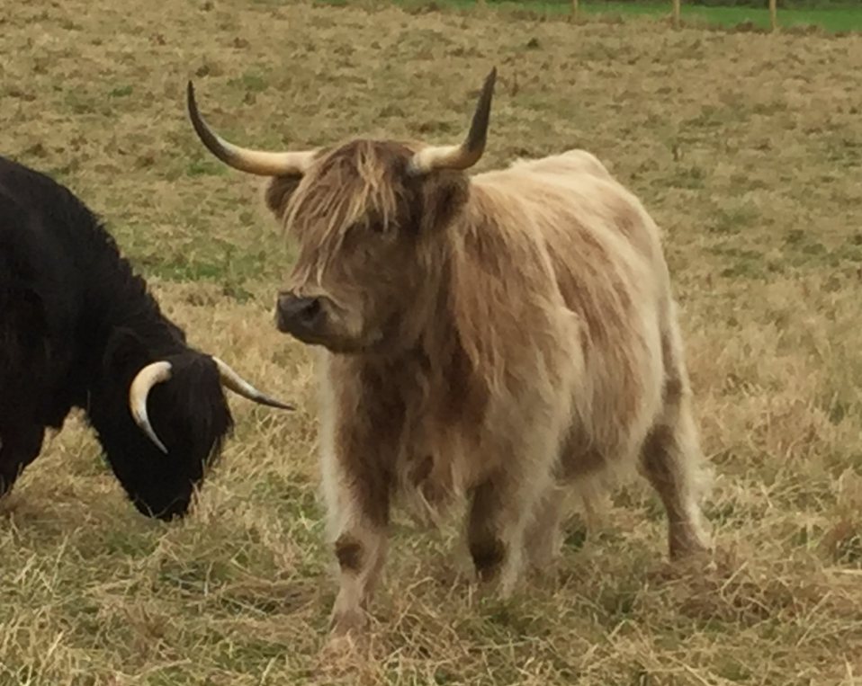 Highland Cattle