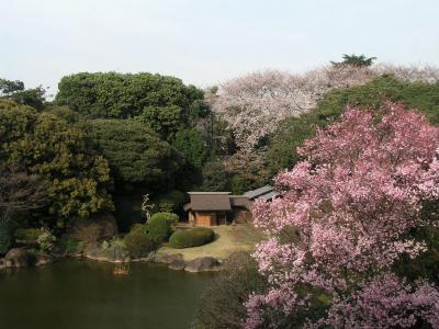 今の時期は庭園で桜を鑑賞することができる