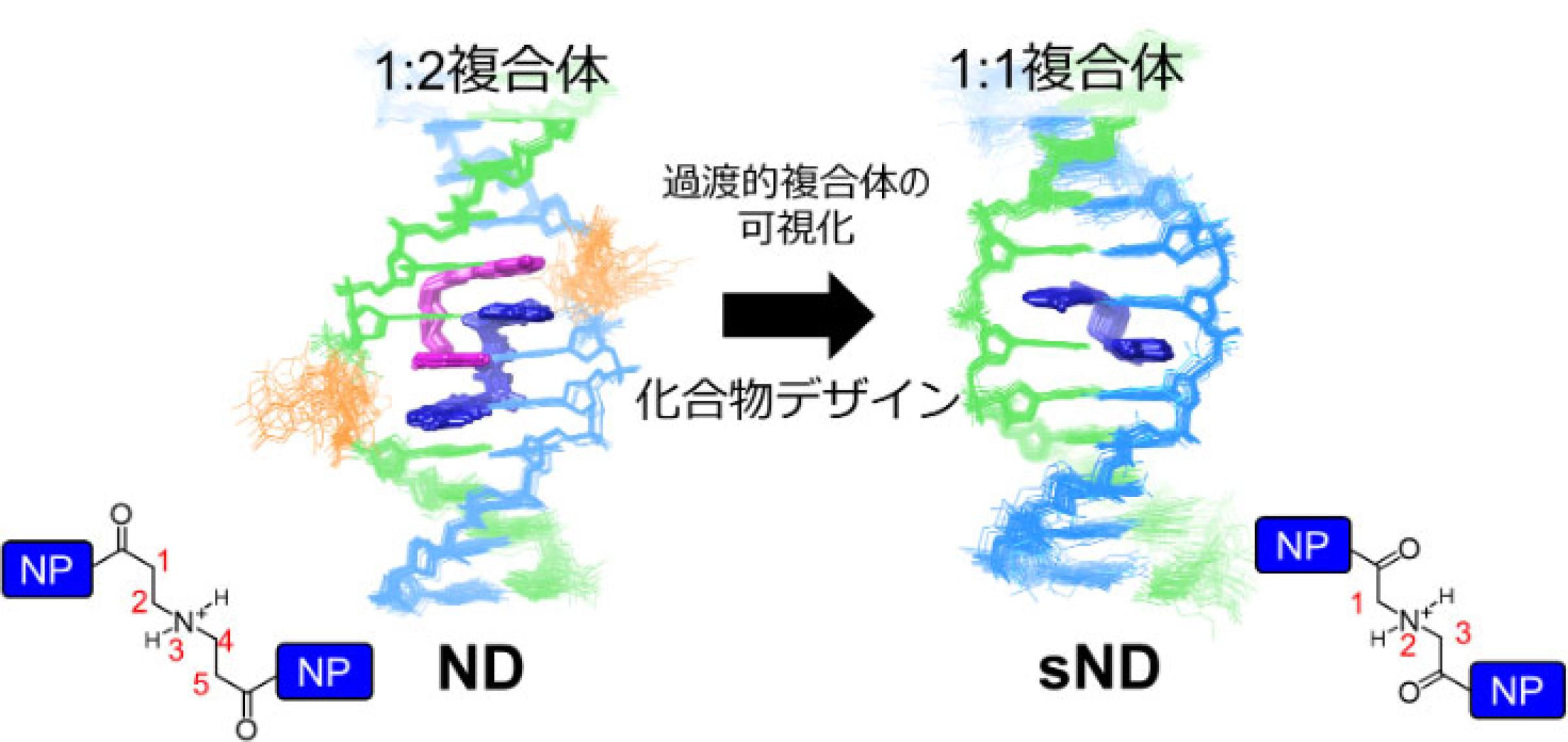 DNAミスマッチ構造に対する薬剤の結合様式の変化と化合物設計戦略