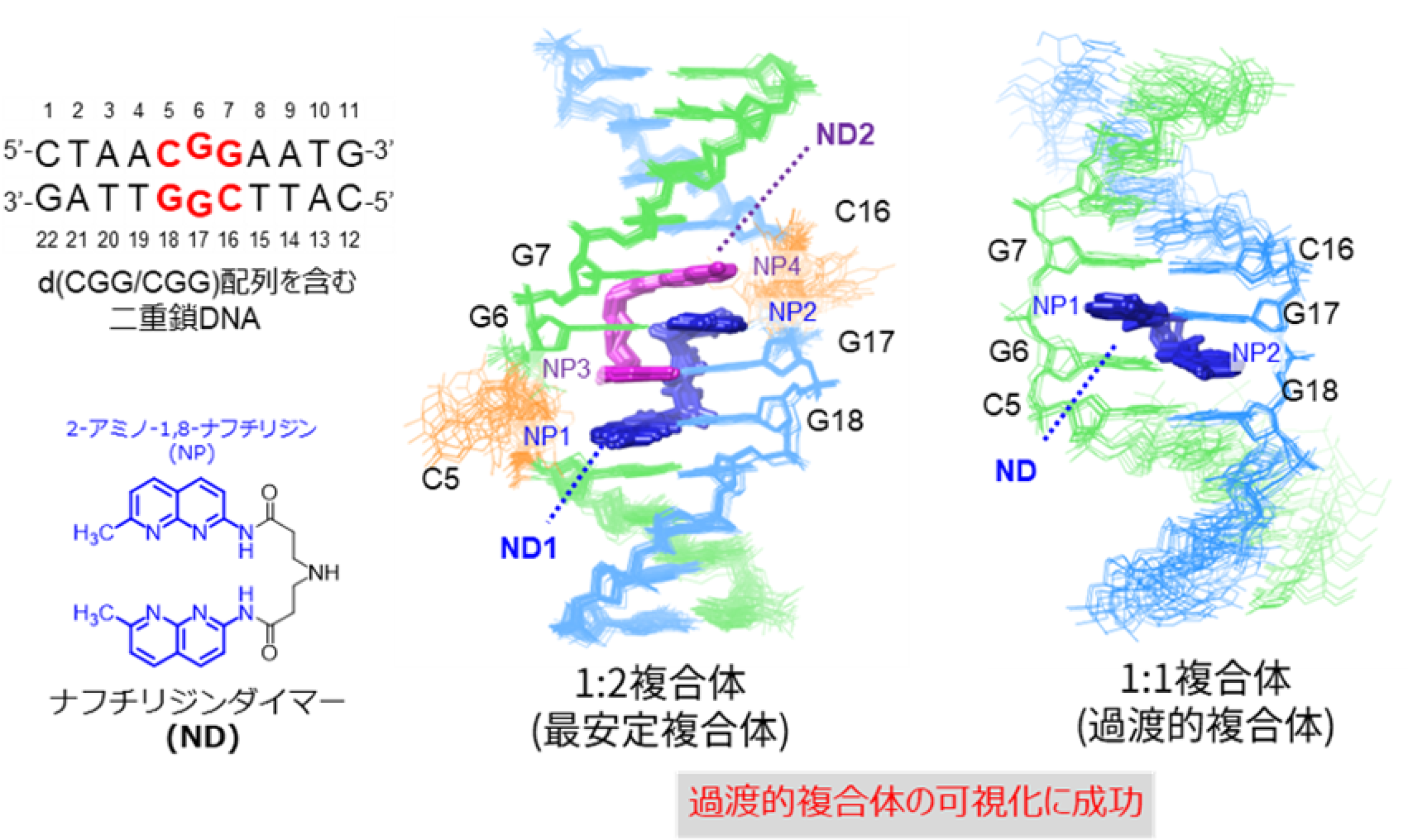 図1. （左）本研究で用いたDNA配列とそれに結合する薬剤ナフチリジンダイマー（ND）の化学構造 （右） 最安定および過渡的複合体の立体構造