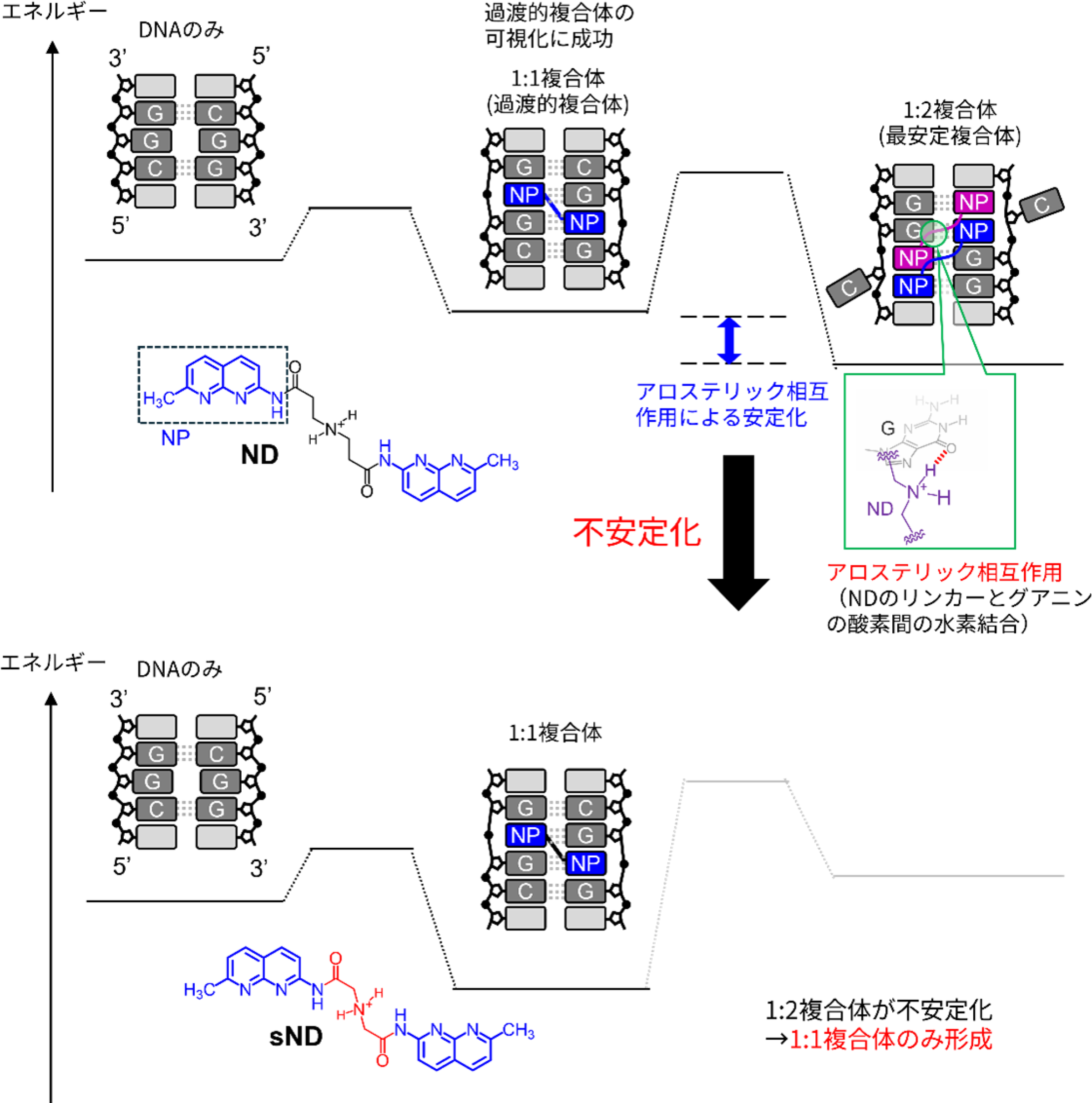 図3.アミノ基の相互作用を阻害するようにリンカーを短縮した新規分子sNDを設計。NMR解析により、sNDは1:2複合体を形成せず、1:1複合体のみ形成することが示された。