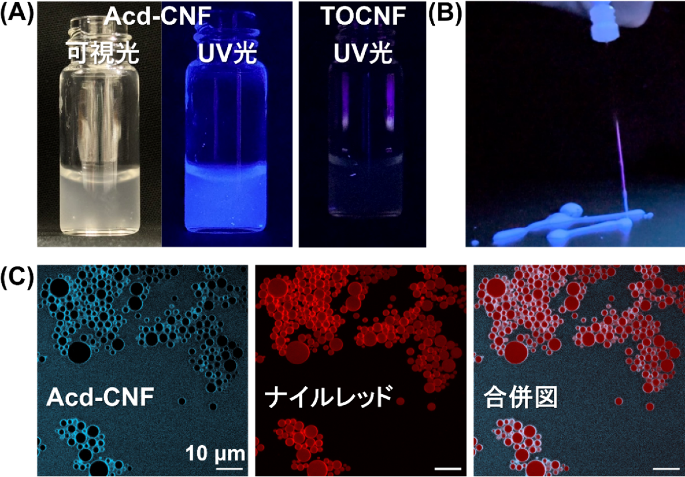 図1.(A)生成したAcd-CNF, TOCNF水分散液の可視光, UV光照射下での様子(B)Acd-CNFを注射器から押し出し、チクソトロピー性を目視観察した様子(C)Acd-CNFを用いた水中油滴型ピッカリングエマルションの共焦点レーザー顕微鏡観察像。合併図において水-油滴界面がはっきりと観察されている。