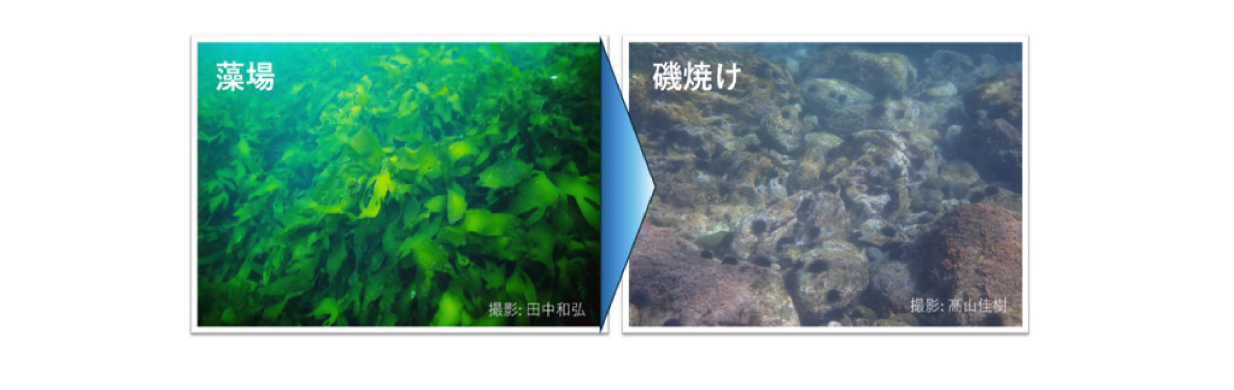 図:相模湾では磯焼けが急速に進行。写真は真鶴半島周辺にて。