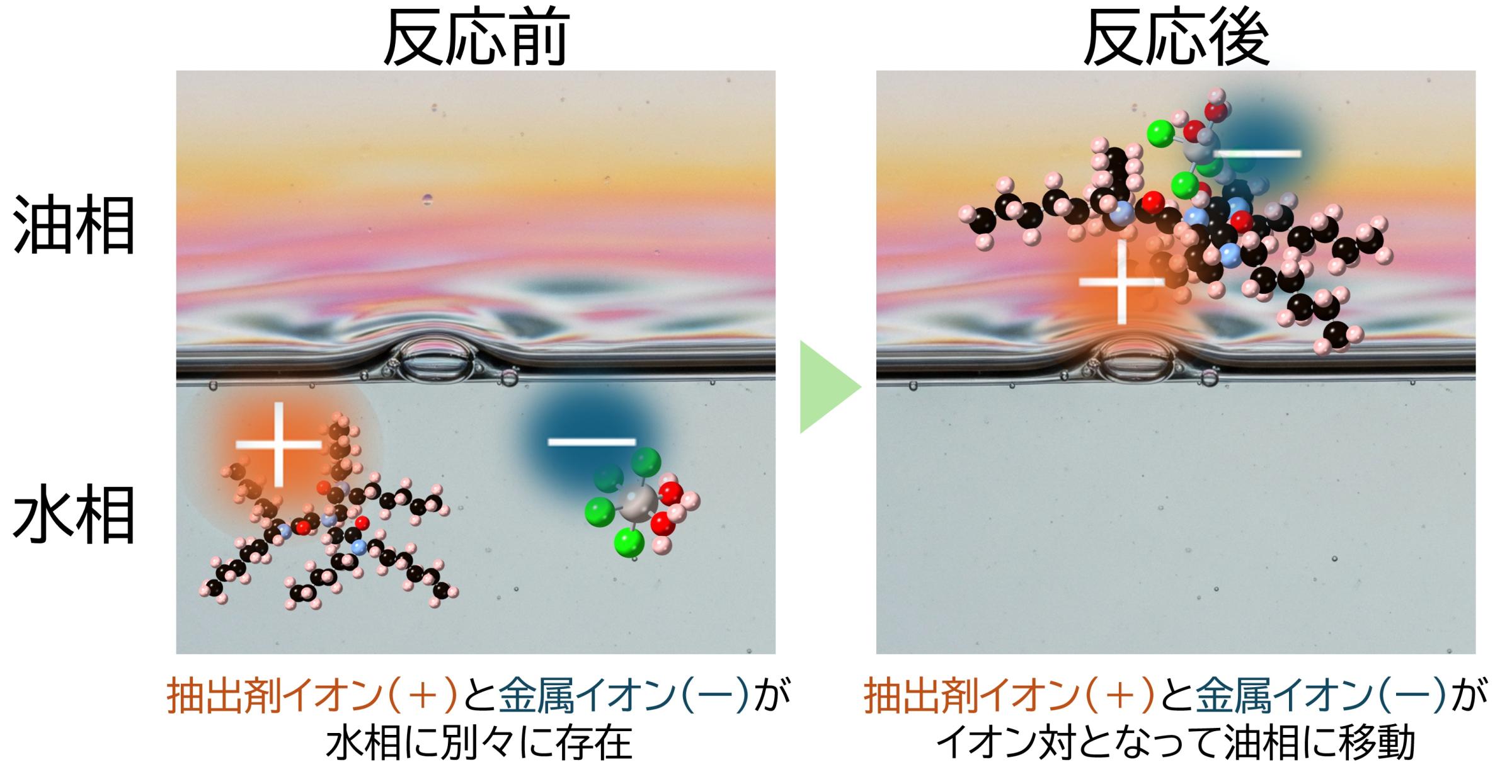 図2 陰イオン（Ru）と陽イオン（NTAアミド）が対となって抽出される「イオン対抽出」の概念図