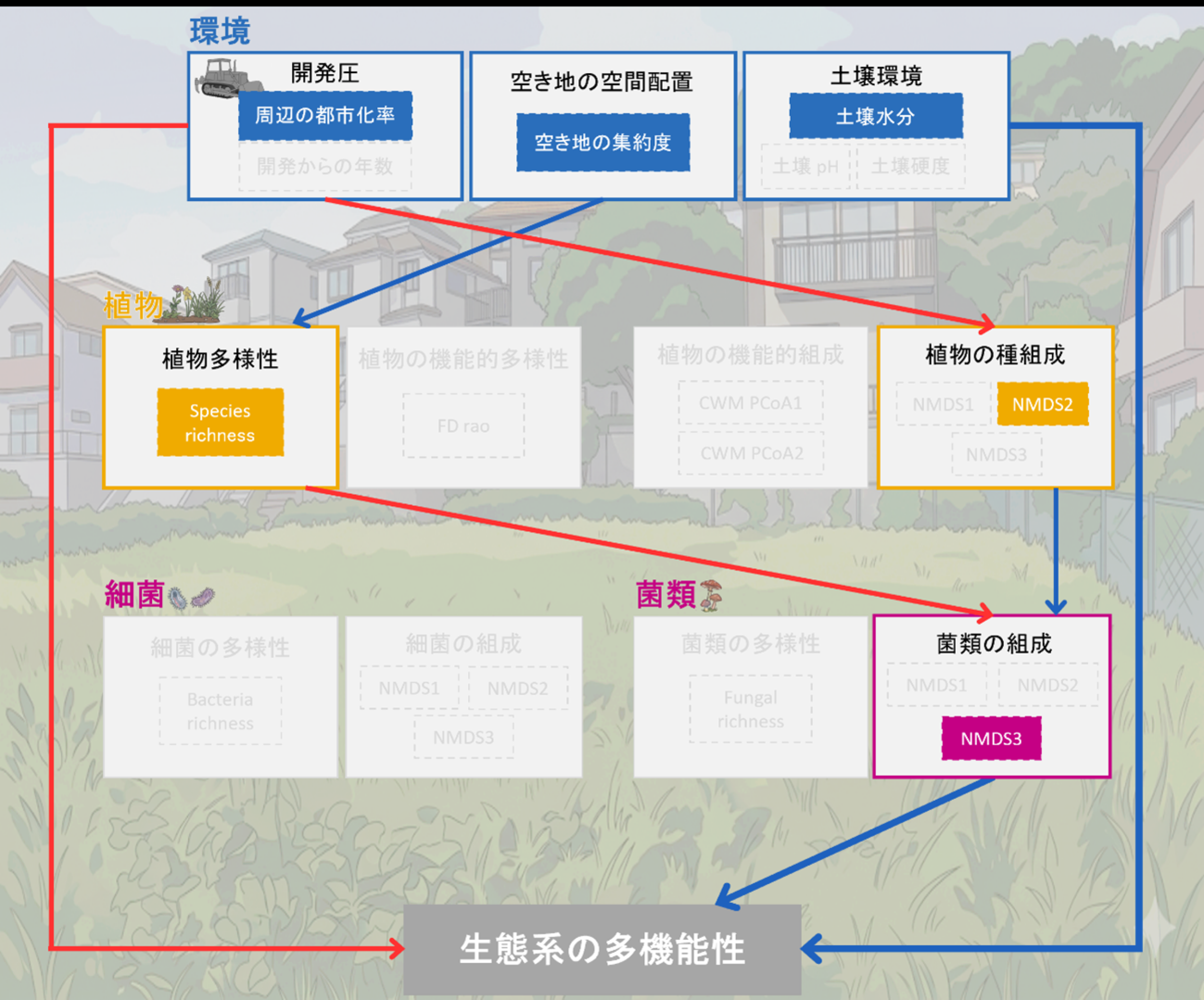 図1．本研究の概略図。赤矢印は負の影響を、青矢印は正の影響を表す。
