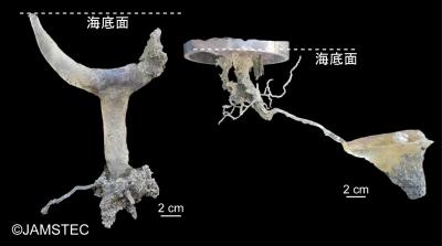 世界で初めて深海底での型どりに成功した巣穴の型。
