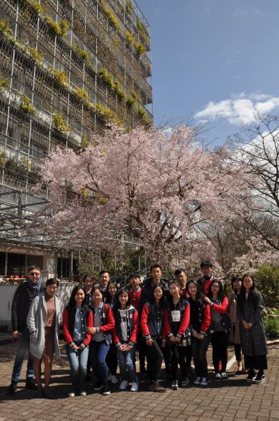 With cherry blossom tree